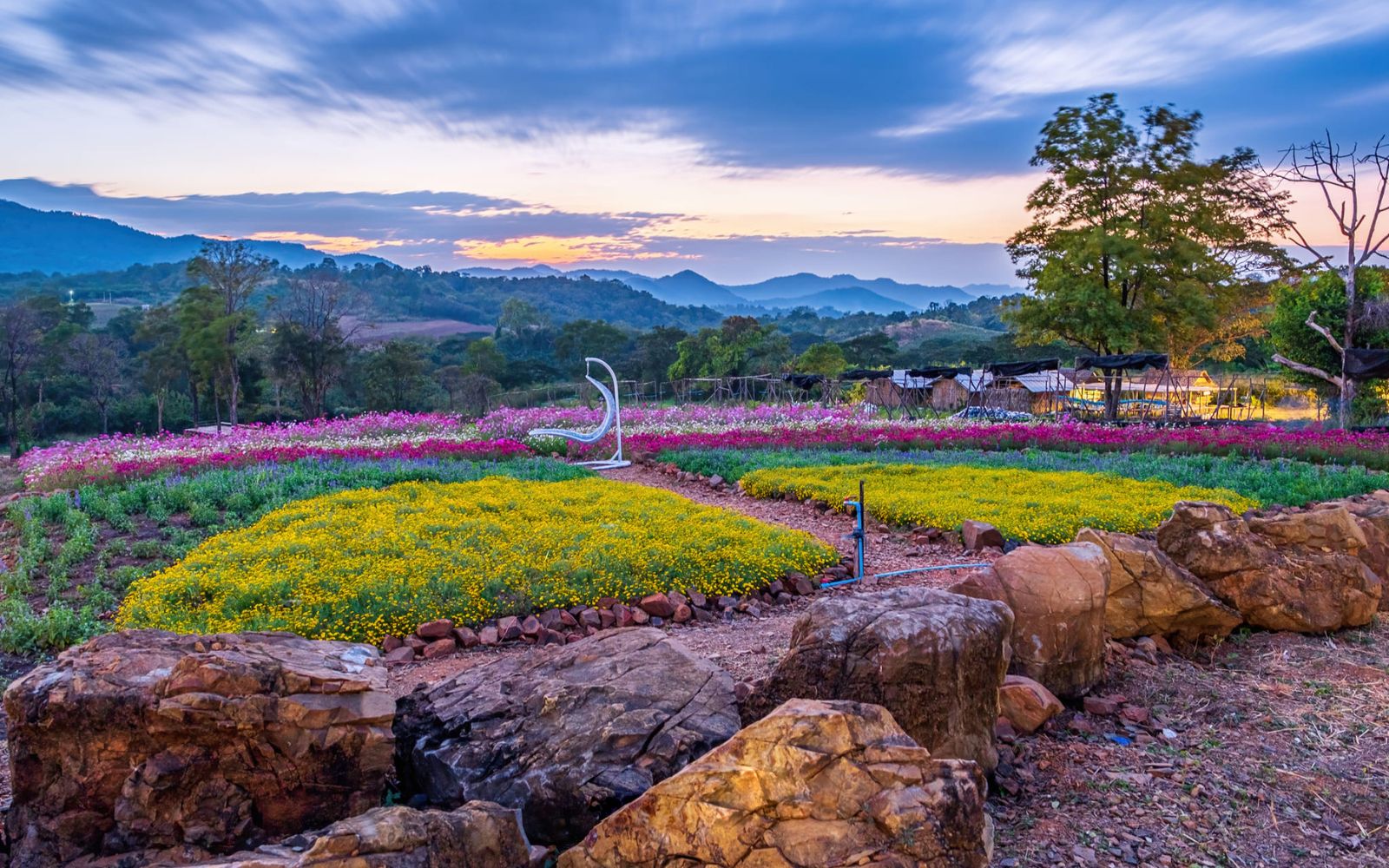 สวนดอกทานตะวัน